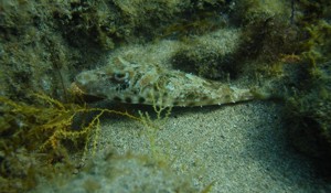 See Brown Pufferfish snorkelling in Gran Canaria
