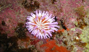 The giant anemone can be found in many different colours