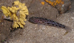 Leopard Spotted Goby