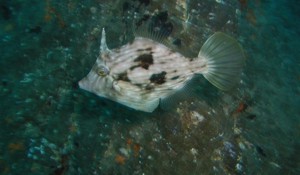 Pygmy Filefish