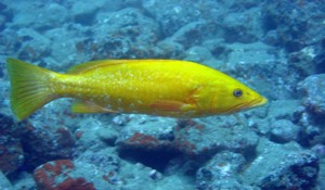 The Abade is normally black or white, but certain individuals display this yellow colour variation