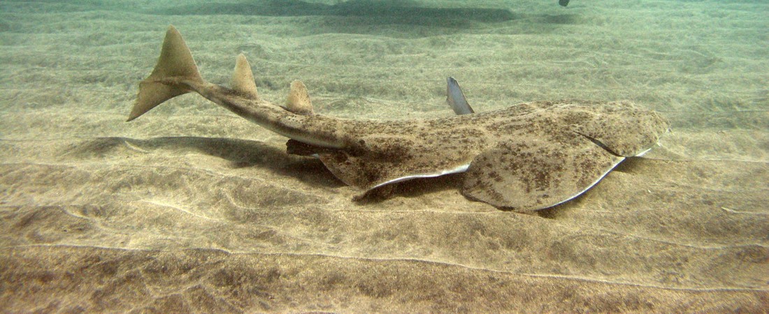 angel shark gran Canaria